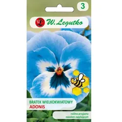 Adonis-Stiefmütterchen, blau-weiß