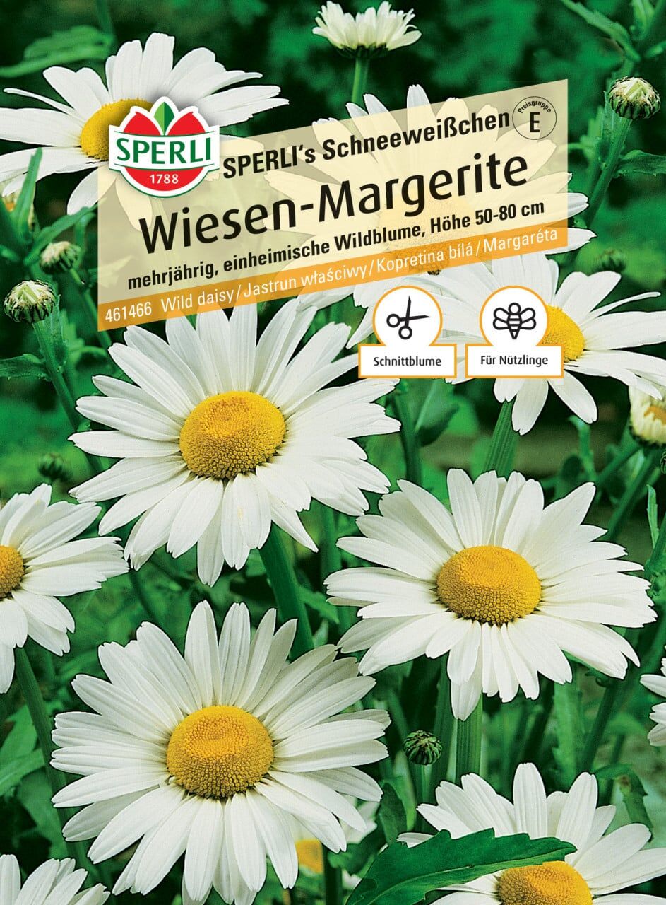 Sperli Wiesen-Margerite SPERLI's Schneeweißchen