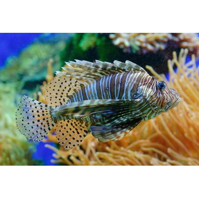 Fototapete PAPERMOON "Fisch", bunt, B:2m L:1,49m, Vlies, Tapeten