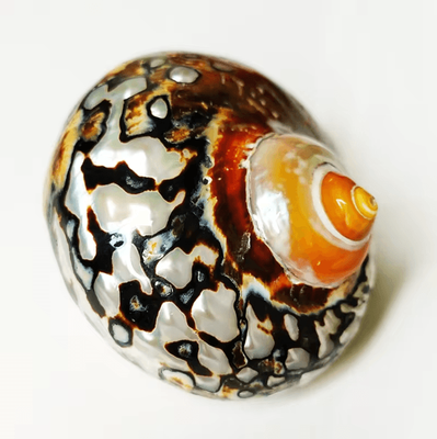 Uplift Curations Natural Turban Seashell Decor Large Turbo Snail Shell Ornament 3.543.94 In