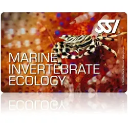 Marine Invertebrate Ecology - SSI Specialty - Online Tauchkurs