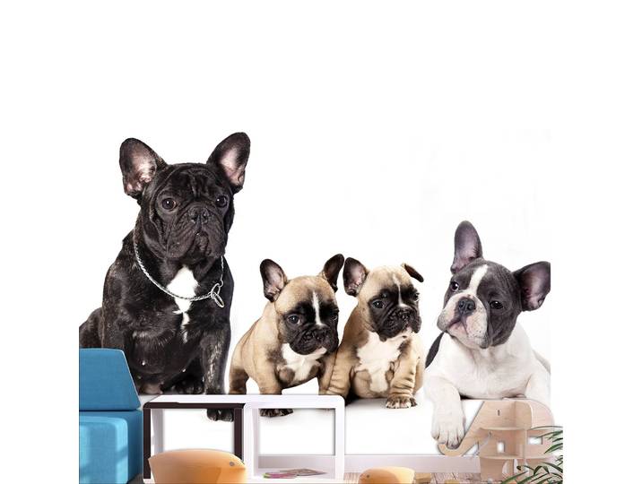 Papier peint intissé French Dogs 150 x 105cm 150 x 105 cm