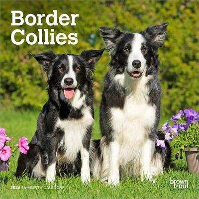 Border Collies 2026 7 X 14 Inch (Hanging) Monthly Mini Wall Calendar