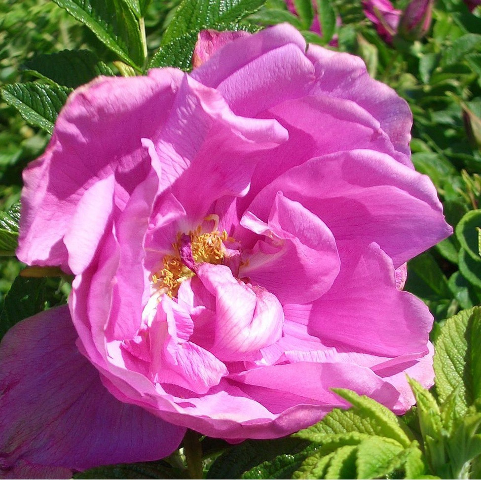 Kordes-Rugosa Roos Pink Roadrunner®