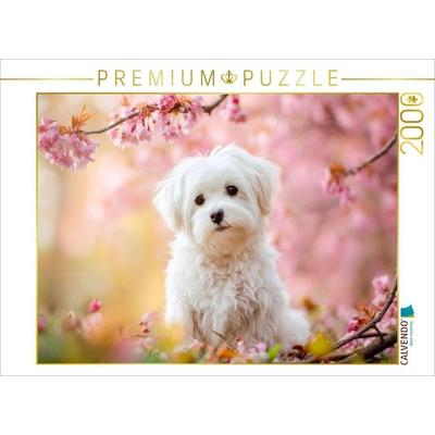 CALVENDO Puzzle Malteser - Kirschblütenzauber | 2000 Teile Lege-Größe 90 × 67 cm Foto-Puzzle für glückliche Stunden, von , Calvendo Puzzle