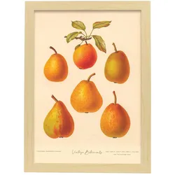 POSTER Birnenformen A3 Rahmen Aus Hellem Holz