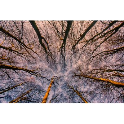Fototapete PAPERMOON "Sonnenaufgang durch den Wald", bunt, B:4m L:2,6m, Vlies, Tapeten