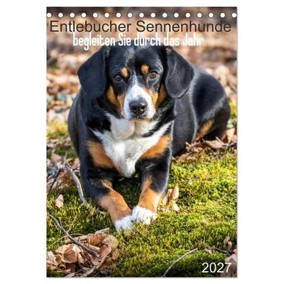 Entlebucher Sennenhunde begleiten Sie durch das Jahr (Tischkalender 2027 DIN A5 hoch), CALVENDO Monatskalender