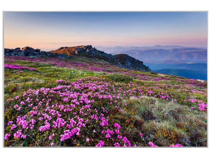 Bild mit Rahmen Alpenlandschaft mit Lila Blumen image LAND