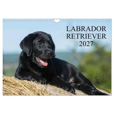 Labrador Retriever 2027 (Wandkalender 2027 DIN A4 quer), CALVENDO Monatskalender