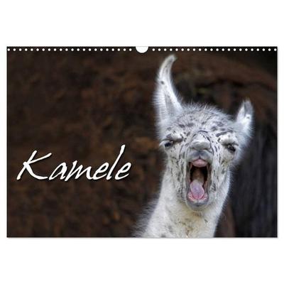Kamele (Wandkalender 2027 DIN A3 quer), CALVENDO Monatskalender