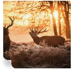 FOTOTAPETE 250x250 cm - Rehe am Morgen