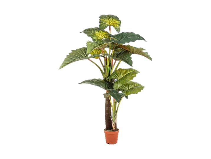 Lebensechte XL Kunstpflanze „Colocasia Giant Leaf“, Höhe 200 cm Grün Baq Design