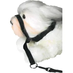Martin Sellier mm (One Size, Erziehung), Agility