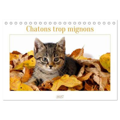 Chatons trop mignons (Calendrier de bureau 2027 DIN A5 vertical), CALVENDO calendrier mensuel