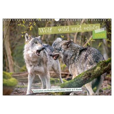 Wolf - wild und schön (Wandkalender 2026 DIN A3 quer), CALVENDO Monatskalender