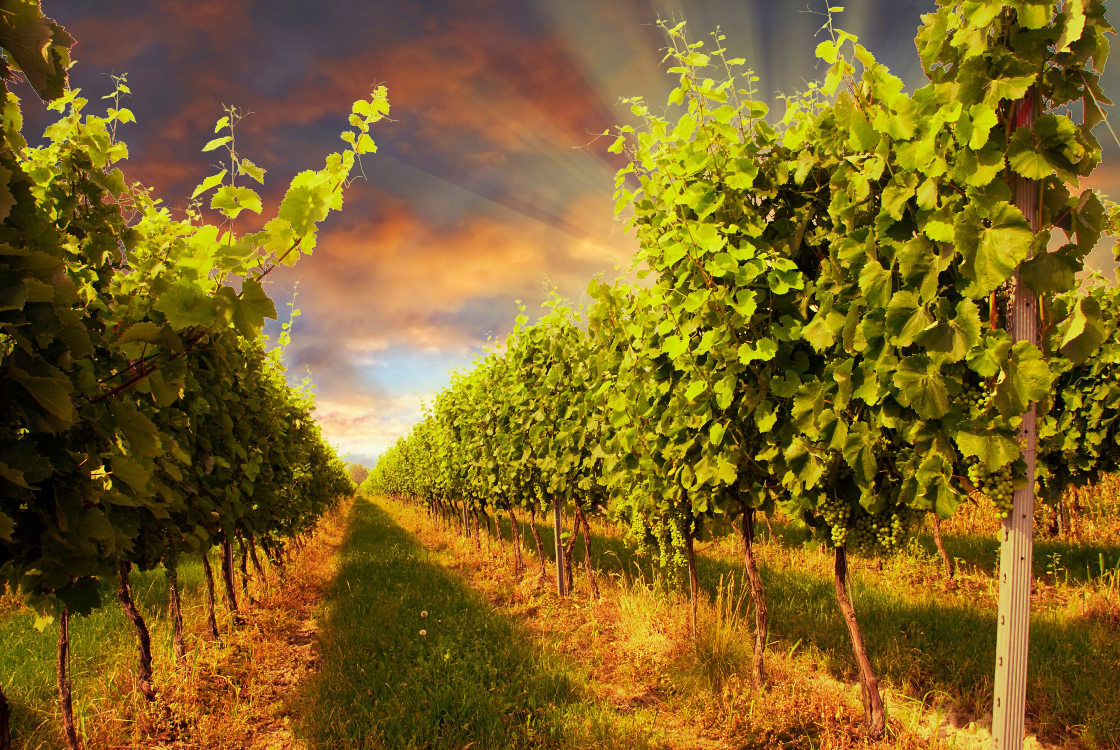 Fototapete PAPERMOON "Sunset Vineyard", bunt, B:5m L:2,8m, Vlies, Tapeten, Fototapete bunt B/L: 5m x 2,8m, Bahnen: 10 Stk.