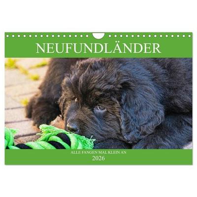 Neufundländer - Alle fangen mal klein an (Wandkalender 2026 DIN A4 quer), CALVENDO Monatskalender