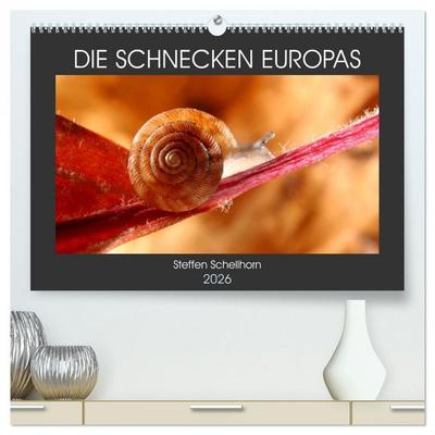 DIE SCHNECKEN EUROPAS (hochwertiger Premium Wandkalender 2026 DIN A2 quer), Kunstdruck in Hochglanz