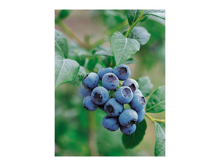 Heidelbeere Bluecrop ' (Vaccinium corymbosum 'Bluecrop '), Topfgrösse Ø21cm'