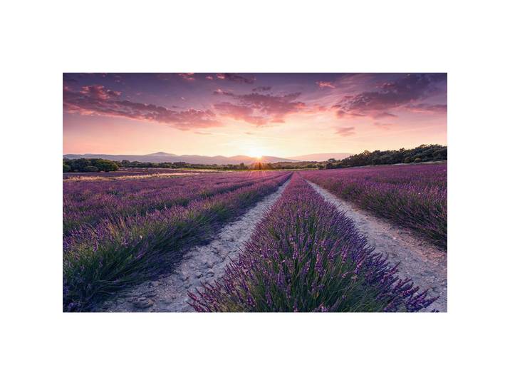 FOTOTAPETE LAVENDER DREAM