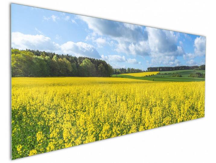 Wallario Küchenrückwand Blühendes Rapsfeld, (1-tlg)