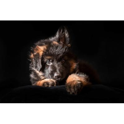 Fototapete PAPERMOON "SCHÄFER-HUND TIER WELPE PORTRÄT LANGHAARIG STUDIO", bunt, B:4m L:2,6m, Vlies, Tapeten