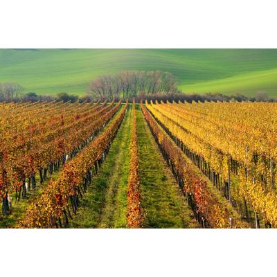 Fototapete PAPERMOON "WEIN-BERG-HERBST REBEN ABSTRAKT FARBIG FELD WIESE BÄUME", bunt, B:5m L:2,8m, Vlies, Tapeten