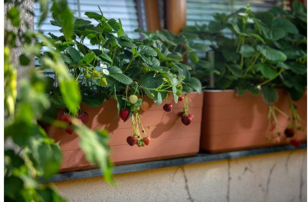 Blumenkasten "Plastia Berberis 60 cm", braun, Pflanzgefässe, Blumenkasten braun Einheitsgröße