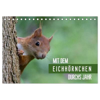Mit dem Eichhörnchen durchs Jahr (Tischkalender 2026 DIN A5 quer), CALVENDO Monatskalender