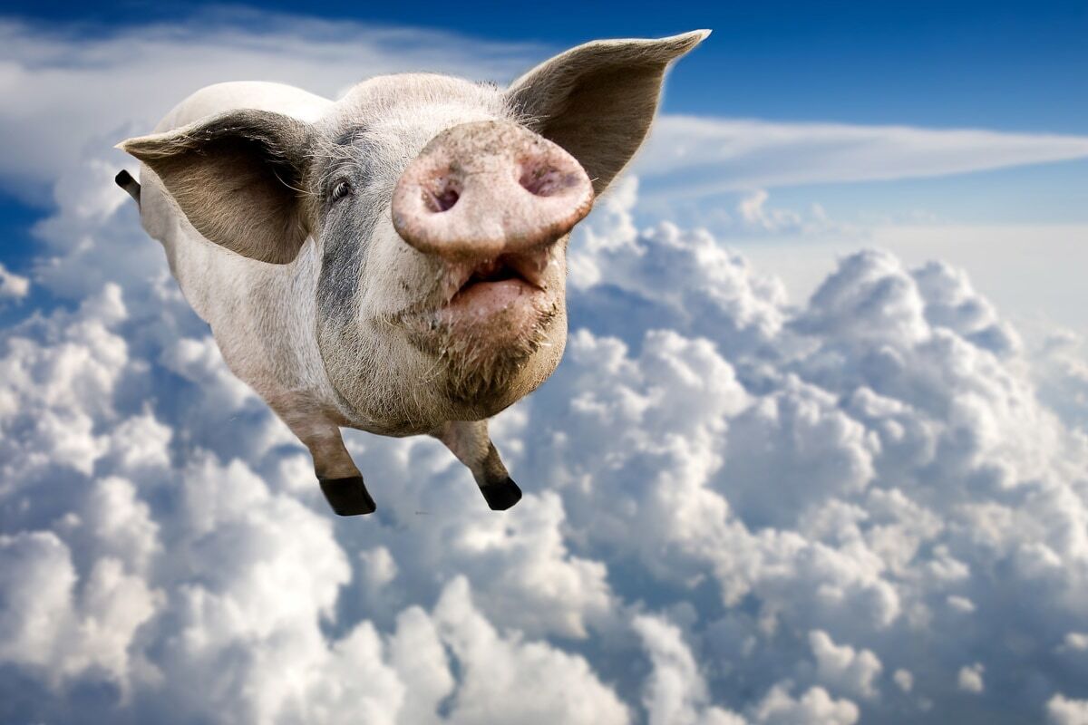 Fototapete PAPERMOON "Fliegende Schweine", bunt, B:4,5m L:2,8m, Vlies, Tapeten, Fototapete bunt B/L: 4,5m x 2,8m, Rollen: 1
