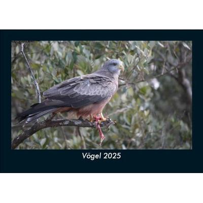 Vögel 2025 Fotokalender DIN A5