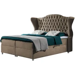 BOXBETT Livia - H3
