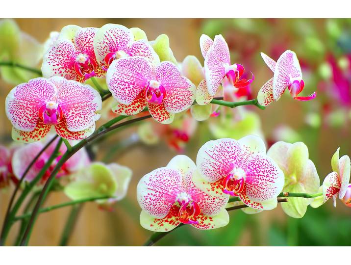 Papermoon ORCHIDEEN-BLUME PFLANZE BLÜTE MAKRO NATUR MUSTER DEKOR