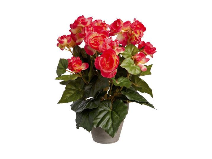 Mica Kunstbegonie Dunkelrosa im Topf 25 × 30 cm