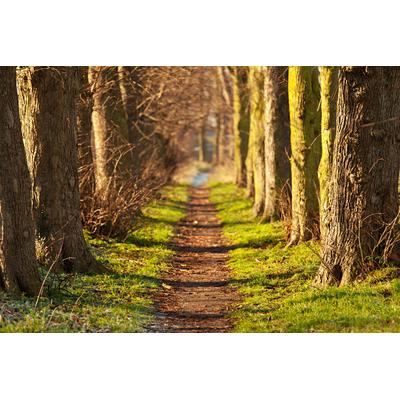 Fototapete PAPERMOON "Forest Walk Tunnel", bunt, B:2m L:1,49m, Vlies, Tapeten