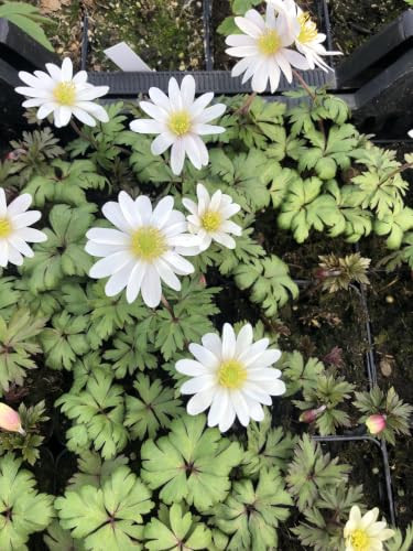 6x Anemoon Blanda White Splendour GRDplanten meerjarige plant wit/geel pot 9x9 cm