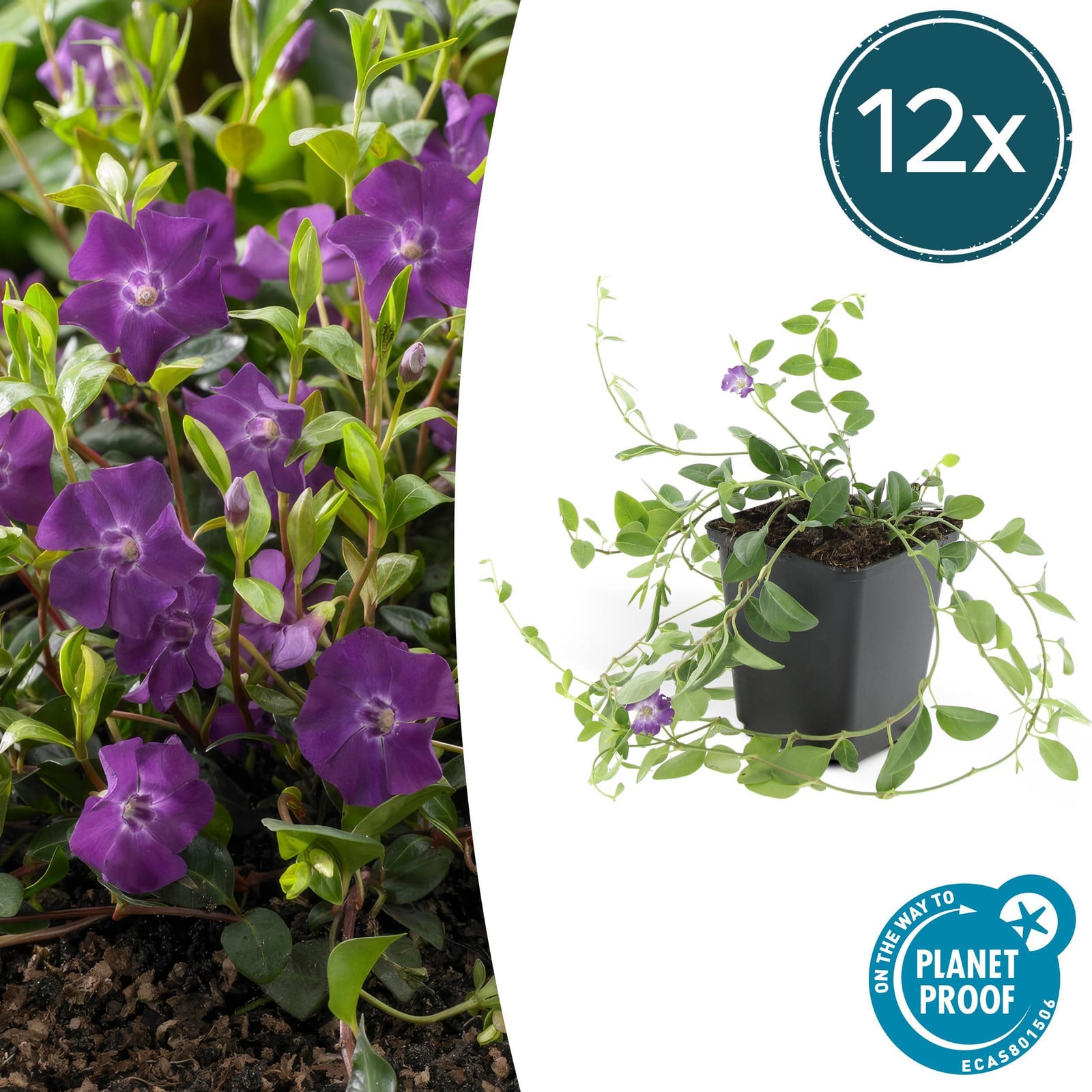 Exotenherz Vinca minor Atropurpurea Bodembedekker - Set van 12 planten - 9 cm pot