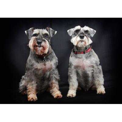 Fototapete PAPERMOON "Hunde", bunt, B:4m L:2,6m, Vlies, Tapeten