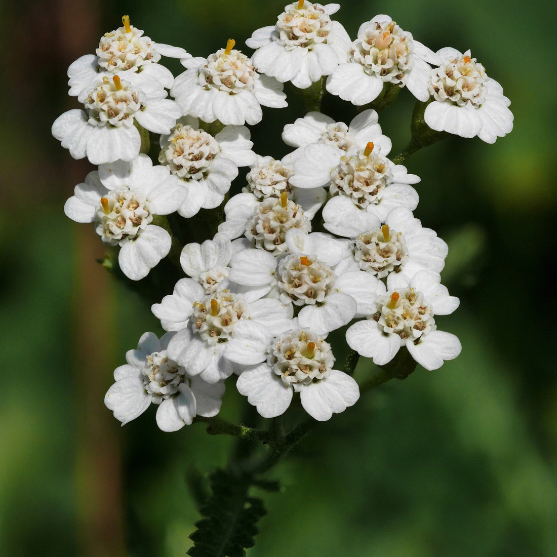 6 x Schafgarbe Achillea millefolium in pot van 9x9 cm van Arborix