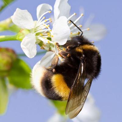 The bumble bee's flight - Katya Runow, Audio, 9789189249097