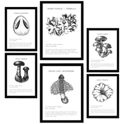 POSTER Set Mit 6 Pilzkomposition Arten & Details A3 & A4 Schwarzer Rahmen