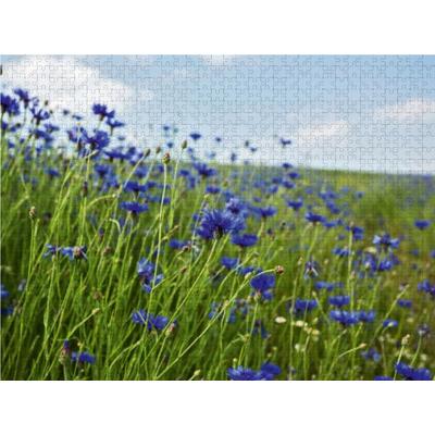 CALVENDO Puzzle Kornblumen - Faszination in Blau 1000 Teile Puzzle quer | 1000 Teile Lege-Größe 64 × 48 cm Foto-Puzzle für glückliche Stunden, von ,