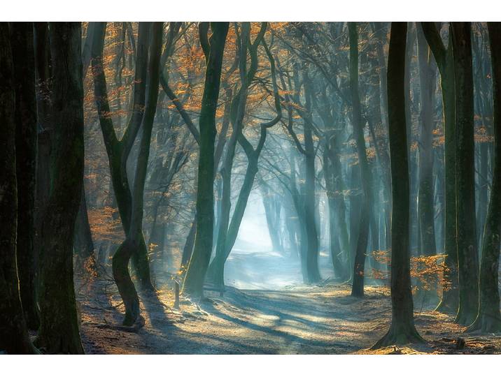 Fototapete PAPERMOON Photo-Art ELLEN BORGGREVE, KALTES LICHT IM WALD , bunt, B:4m L:2,6m, Vlies, Tapeten, Fototapete