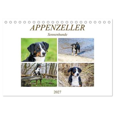 Appenzeller Sennenhunde (Tischkalender 2027 DIN A5 quer), CALVENDO Monatskalender
