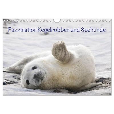 Faszination Kegelrobben und Seehunde 2027 (Wandkalender 2027 DIN A4 quer), CALVENDO Monatskalender