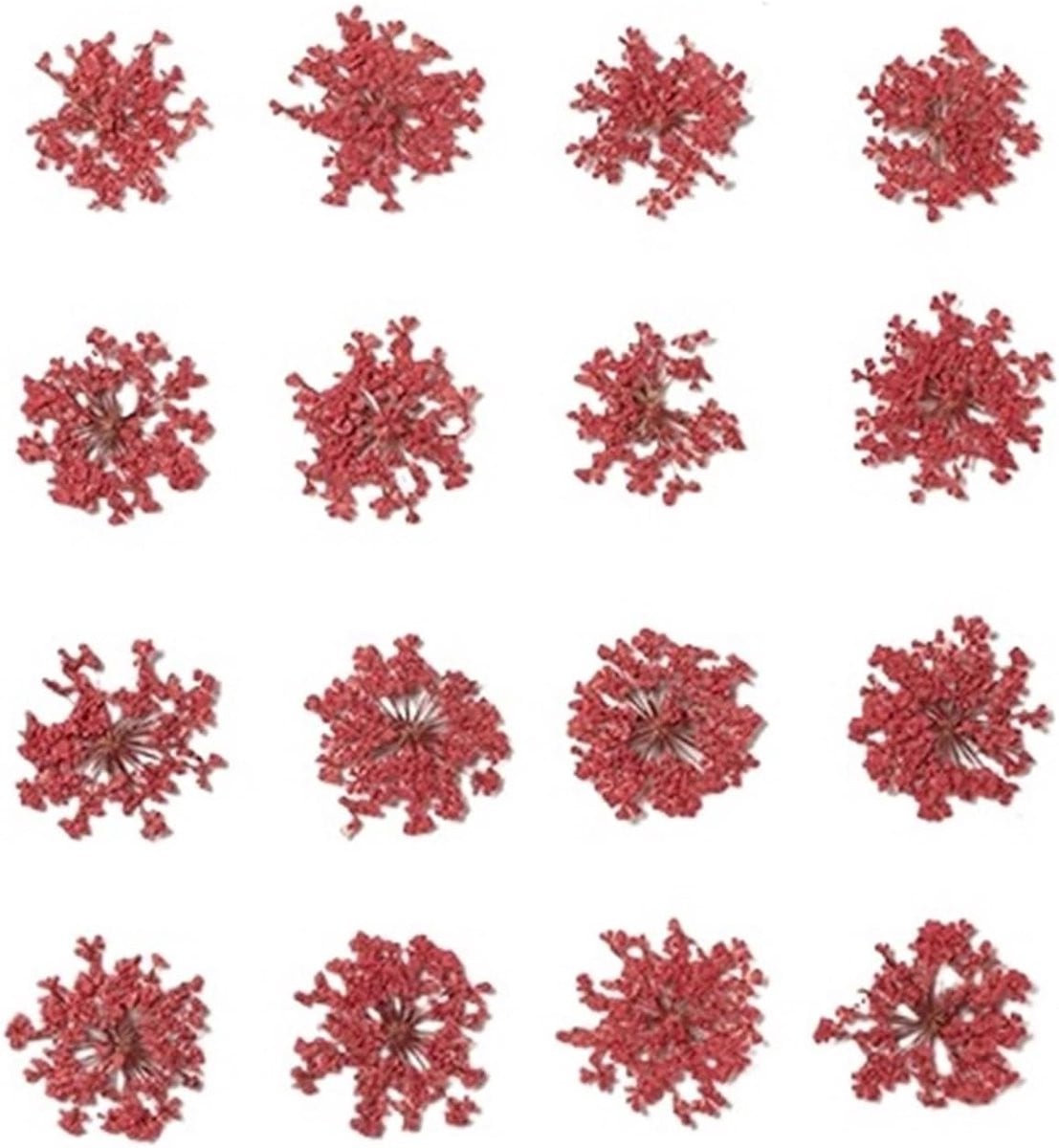 Gedroogde Bloemen - Natuurlijke Persingen - Creatieve Decoratie - Echte Bloemblaadjes - 36 Stuks - Rood