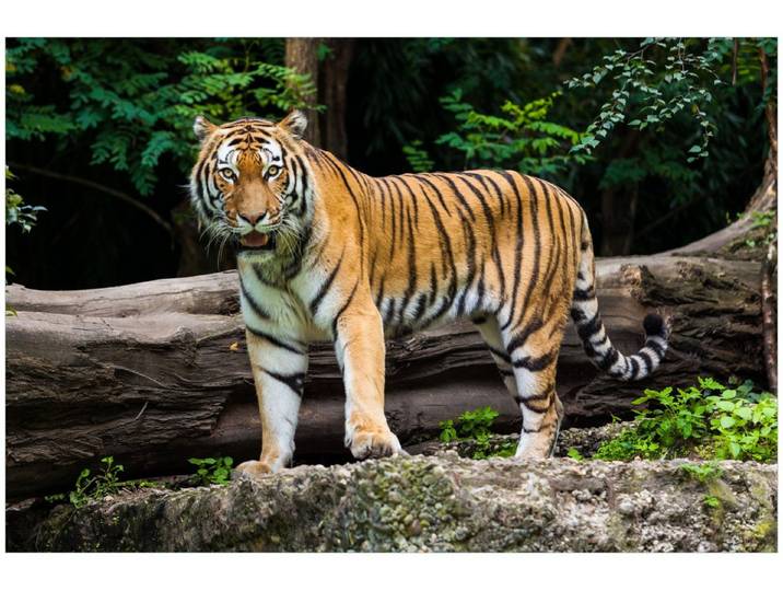 Wallario Küchenrückwand Blick des Tigers, (1-tlg)