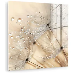 ACRYLGLASBILD Löwenzahn - Abstrakt - Natur - Beige 50x50 cm