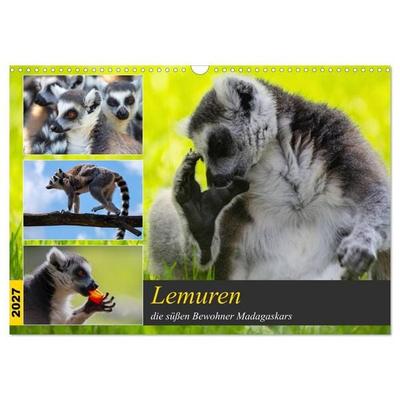 Lemuren die süßen Bewohner Madagaskars (Wandkalender 2027 DIN A3 quer), CALVENDO Monatskalender
